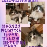 3月10日荒川沖店に参加するTeam.ホーリーキャットの保護猫07