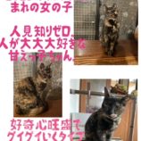 3月10日荒川沖店に参加するTeam.ホーリーキャットの保護猫09