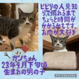 3月10日荒川沖店に参加するTeam.ホーリーキャットの保護猫10