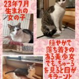 3月10日荒川沖店に参加するTeam.ホーリーキャットの保護猫11