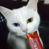3月24日荒川沖店に参加する犬猫物語の保護猫04