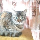 3月24日荒川沖店に参加する犬猫物語の保護猫06