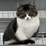 3月10日ひたちなか店に参加するネコスペ事務局の保護猫01