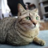 3月10日ひたちなか店に参加するネコスペ事務局の保護猫02