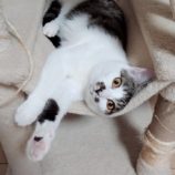 3月10日ひたちなか店に参加するネコスペ事務局の保護猫04