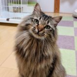 3月10日ひたちなか店に参加するネコスペ事務局の保護猫05