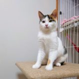 3月10日ひたちなか店に参加するネコスペ事務局の保護猫06