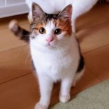 3月10日ひたちなか店に参加するネコスペ事務局の保護猫07