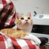 3月10日ひたちなか店に参加するネコスペ事務局の保護猫08