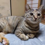 3月10日ひたちなか店に参加するネコスペ事務局の保護猫09