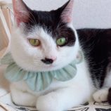 3月10日ひたちなか店に参加するネコスペ事務局の保護猫10