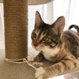 3月10日ひたちなか店に参加するネコスペ事務局の保護猫11