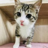 3月10日ひたちなか店に参加するネコスペ事務局の保護猫14