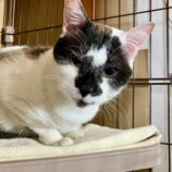 3月10日ひたちなか店に参加するネコスペ事務局の保護猫16