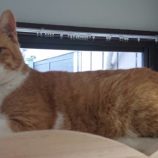 3月10日ひたちなか店に参加するネコスペ事務局の保護猫21