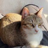 3月3日君津店に参加する猫レンジャーの保護猫10