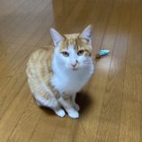3月3日君津店に参加する猫レンジャーの保護猫20
