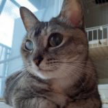 3月3日君津店に参加する猫レンジャーの保護猫21