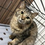 3月3日君津店に参加する猫レンジャーの保護猫24