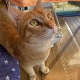 3月17日君津店に参加する猫レンジャーの保護猫16