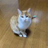 3月17日君津店に参加する猫レンジャーの保護猫18