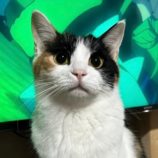 3月23日君津店に参加する富津ねこネットの保護猫01