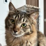 3月23日君津店に参加する富津ねこネットの保護猫02