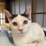 3月23日君津店に参加する富津ねこネットの保護猫03