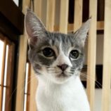 3月23日君津店に参加する富津ねこネットの保護猫04