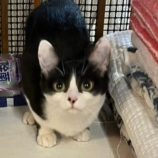 3月23日君津店に参加する富津ねこネットの保護猫05