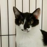 3月23日君津店に参加する富津ねこネットの保護猫06