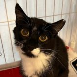 3月23日君津店に参加する富津ねこネットの保護猫07