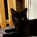 3月23日君津店に参加する富津ねこネットの保護猫08