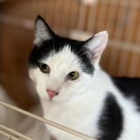 3月23日君津店に参加する富津ねこネットの保護猫11