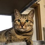 3月23日君津店に参加する富津ねこネットの保護猫13