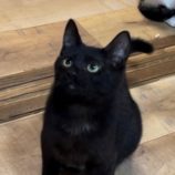 3月23日君津店に参加する富津ねこネットの保護猫14