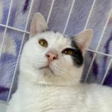 3月23日君津店に参加する富津ねこネットの保護猫15