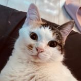 3月23日君津店に参加する富津ねこネットの保護猫16