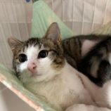 3月10日瑞穂店に参加するまたたび家の保護猫01