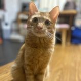 3月10日瑞穂店に参加するまたたび家の保護猫02