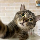 3月10日瑞穂店に参加するまたたび家の保護猫03