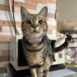 3月10日瑞穂店に参加するまたたび家の保護猫04