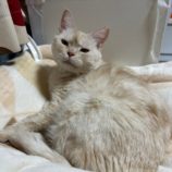 3月10日瑞穂店に参加するまたたび家の保護猫05