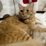 3月10日瑞穂店に参加するまたたび家の保護猫06