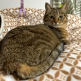 3月10日瑞穂店に参加するまたたび家の保護猫07