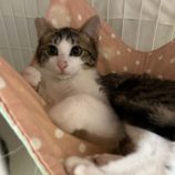 3月10日瑞穂店に参加するまたたび家の保護猫08