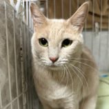 3月10日瑞穂店に参加するまたたび家の保護猫09