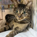 3月10日瑞穂店に参加するまたたび家の保護猫10