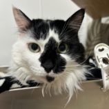 3月10日瑞穂店に参加するまたたび家の保護猫11