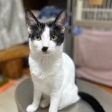 3月10日瑞穂店に参加するまたたび家の保護猫12